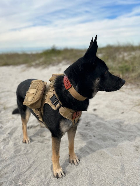 The Wanderer Dog Harness