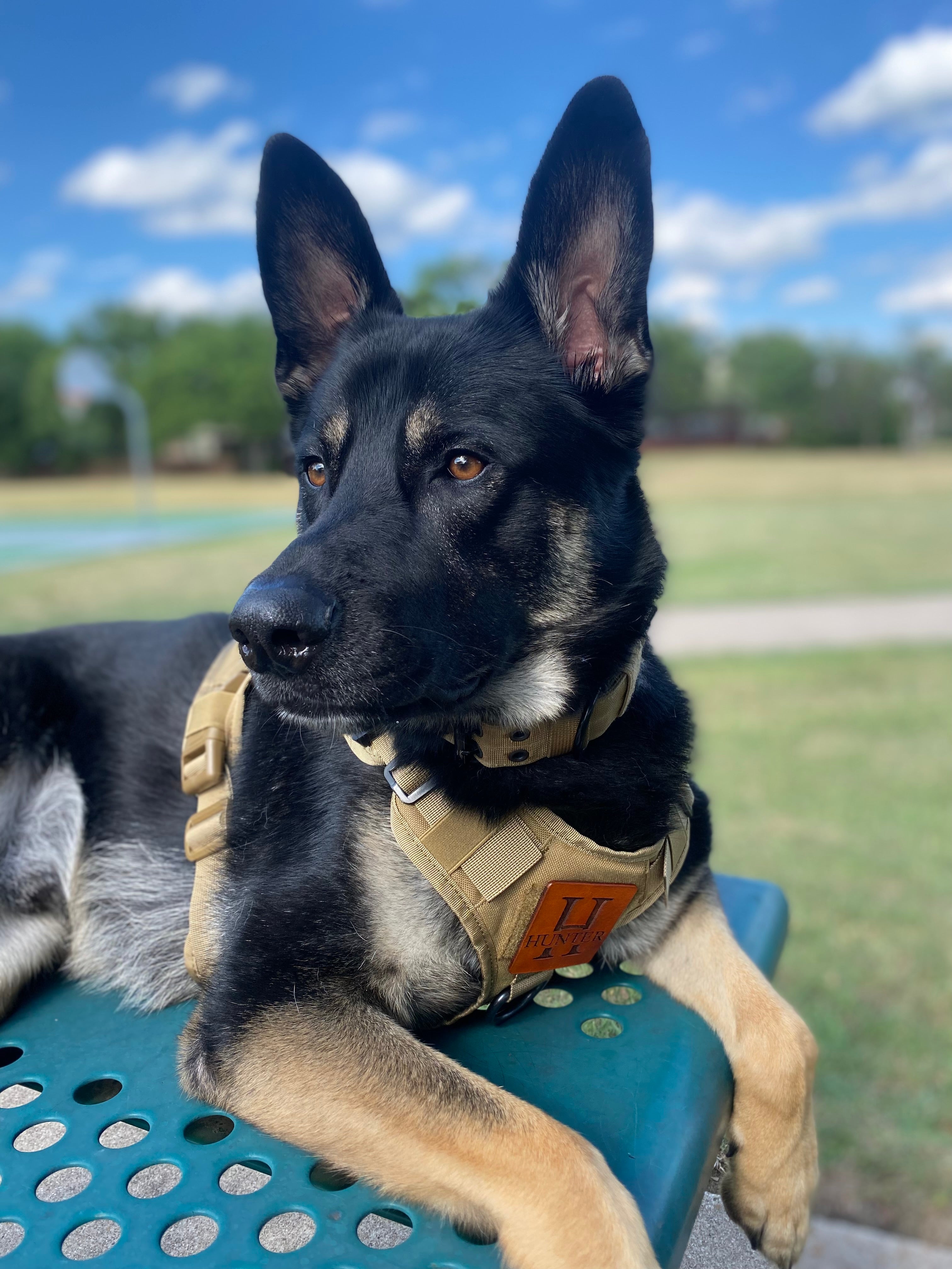 The Traveler Dog Harness
